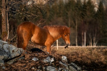 horse icelandic pretty landscape natural pony 