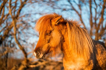horse icelandic pretty landscape natural pony 