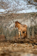 horse icelandic pretty landscape natural pony 