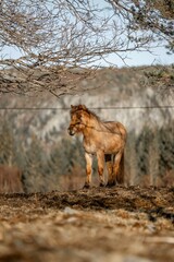 horse icelandic pretty landscape natural pony 