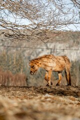 horse icelandic pretty landscape natural pony 