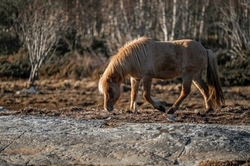 horse icelandic pretty landscape natural pony 