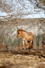 horse icelandic pretty landscape natural pony 