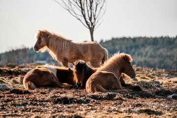 horse icelandic pretty landscape natural pony 