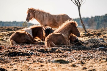 Fototapeta premium horse icelandic pretty landscape natural pony 
