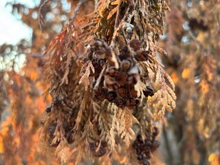 Closeup of a tree branch with small plants and dry leaves with orange sunlight coming through them