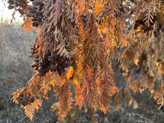 Closeup of a tree branch with small plants and dry leaves with orange sunlight coming through them