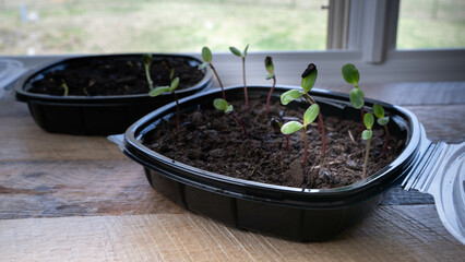 Sprouting plants in an upcycled takeout container reused to start seeds in late winter, for spring flowers.