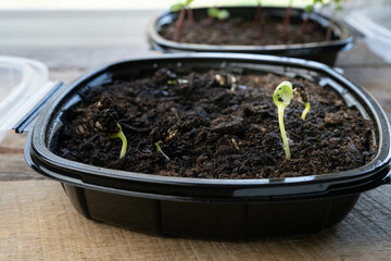 Sprouting plants in an upcycled takeout container reused to start seeds in late winter, for spring flowers.