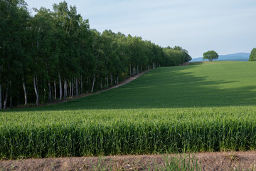 Obraz premium 初夏の緑のムギ畑 