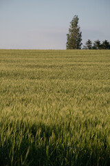 夕暮れの空と緑のムギ畑
