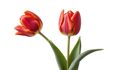 Fototapeta premium red tulip flower