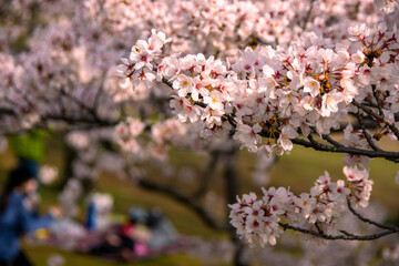 打上川治水緑地の桜と花見をする人