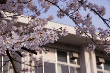 満開の桜の花と学校の校舎