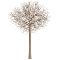Obraz premium Detailed illustration of a light tan tree against a dark background