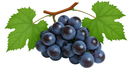 Isolated Bunch of Black Grapes