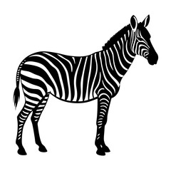 Obraz premium Zebra vector illustration of a striped wild animal standing isolated on a white background