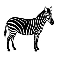Fototapeta premium Zebra vector illustration of a striped wild animal standing isolated on a white background