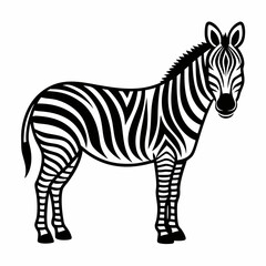 Fototapeta premium Zebra vector illustration of a striped wild animal standing isolated on a white background