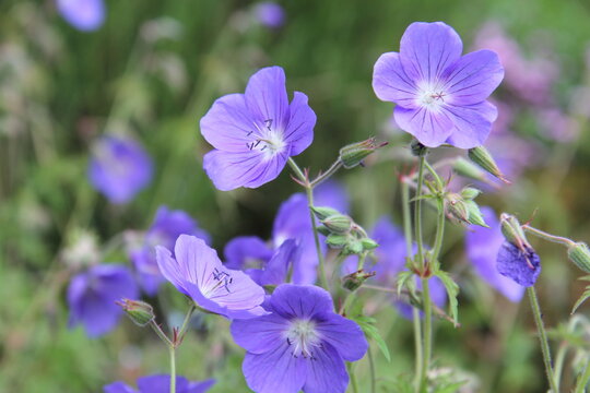 Geranium 'Brookside'