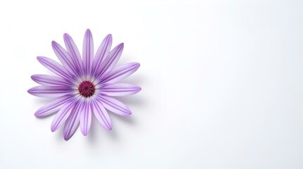 Elegant Light Purple Daisy Flower with Dark Center on White - Floral Macro Stock Photo