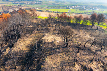 Wildfire devastating forest near legarda in navarre, spain, leaving burnt trees and dry land