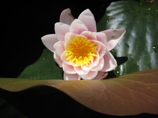 lotus blossom, macro aquatic plant, waterlily