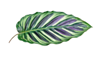 Vibrant calathea ornata sanderiana leaf showing striking purple stripes on transparent background