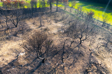 Wildfire devastating trees in legarda, navarre, spain, leaving a barren landscape
