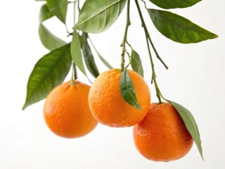 orange on a branch