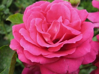 Bright pink rose in the garden