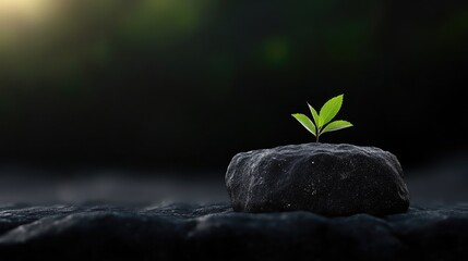 Tiny sprout emerging from a dark stone.  A hopeful new beginning amidst adversity