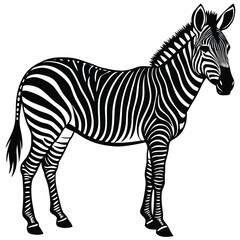 Adobe Illustrator ArtworkZebra illustration