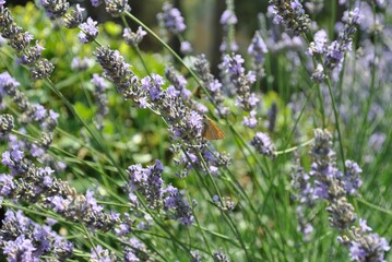 A bush of delicate lavender and a butterfly