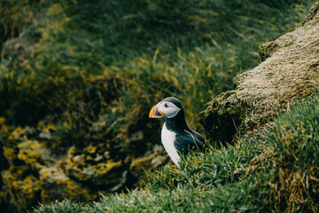 Naklejka premium Atlantic puffin standing on a grassy cliff in Ingólfshöfði, South Iceland..Atlantic puffin standing on a grassy cliff in Ingólfshöfði, South Iceland.