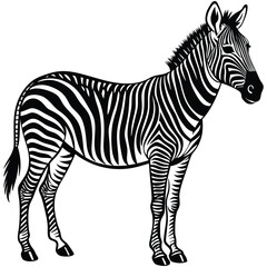 Adobe Illustrator ArtworkVector drawing of a zebra