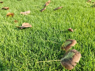 Obraz premium Dry Autumn leaves Background Mapple Dry leaves in Autumn season isolated with Green Carpet Grass Field Outdoor leaves fallen on carpet grass with natural background environment 