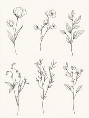 Detailed black and white drawings of various flowering stems