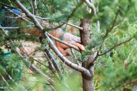 Man holding live fir christmas tree