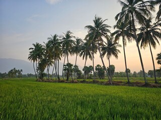 Rice fields with coconut trees in Kerala, India. 