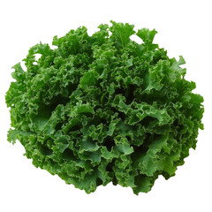 Bunch of green lettuce leaves freshly harvested from the garden with a vibrant color and crisp texture