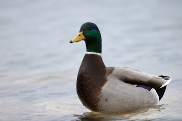 Mallard duck Anas platyrhynchos standing in shallow water