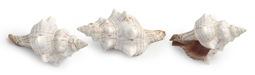 sea shells isolated on white multiple angles