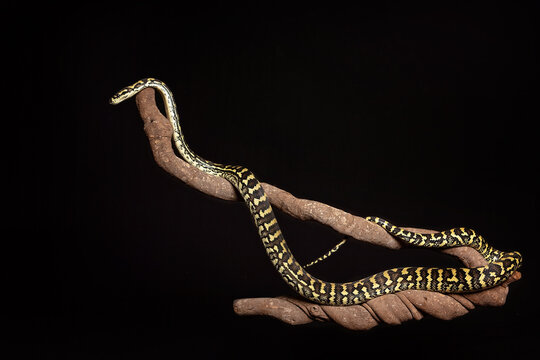 Jungle Python in studio