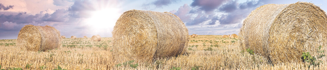 Straw rolls of wheat on farm, beautiful landscape in hay bale field