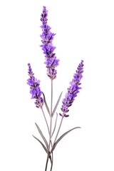 Obraz premium Lavender flower purple wildflower.