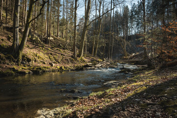 Tranquil Spring River Doubrava Flowing Between Rocks and Forest with Early Sunlight