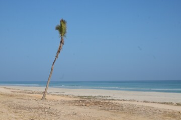 Scenic landscape with a lonely palm tree on empty beach under blue cloudless sky, Oman