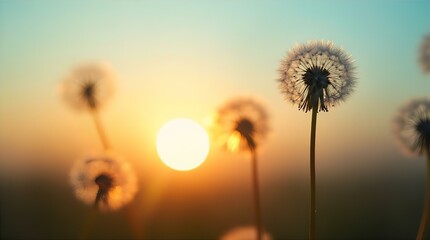 Golden Hour Dandelions Sunset Field Nature Dreamy Soft Focus Bokeh