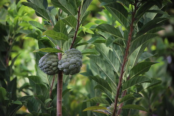 Close-up of sugar apples (Annona squamosa) hanging from a tree, surrounded by vibrant green leaves